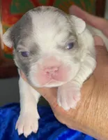 Quality AKC Fluffy Lilac Merle panda DNA health clear, a female French Bulldog for sale in Statesville, NC – 2 of 7