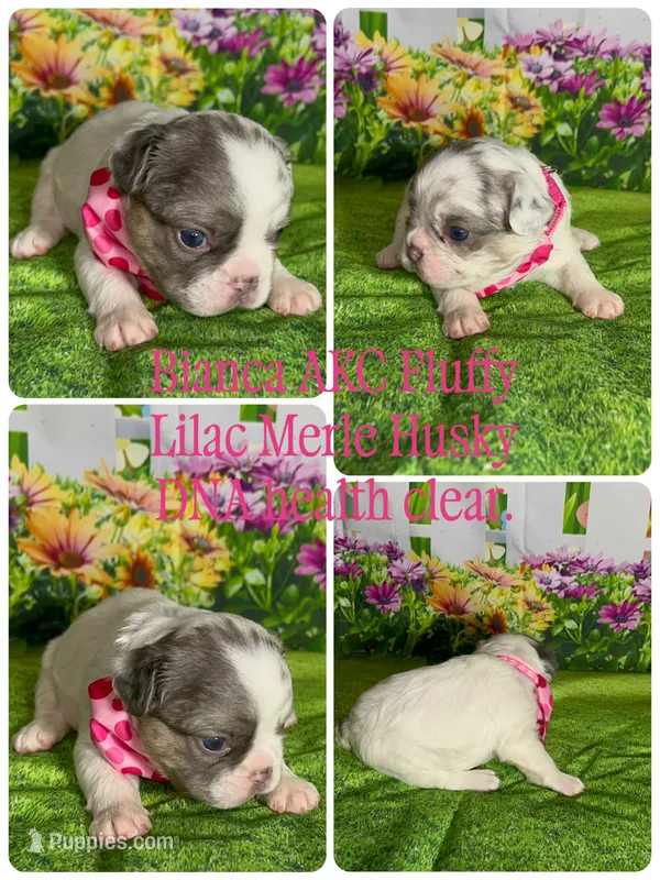 💝 AKC Fluffy Lilac Merle panda DNA health clear – French Bulldog puppy for sale in Statesville, NC