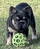 Quality! AKC Fluffy Blue & Tan DNA panel health clear , a male French Bulldog for sale in Statesville, NC – 1 of 9