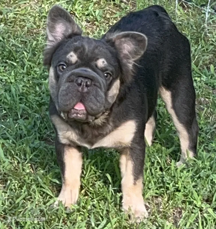 AKC Jack Fluffy Blue/Tan DNA health tested Neutered – French Bulldog puppy for sale in Statesville, NC