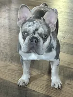 💎AKC-Lilac Merle Fluffy carrier Trained-DNA Tested, a male French Bulldog for sale in Statesville, NC – 7 of 7