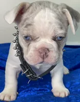 AKC-Blaze Lilac Tan Merle Pied DNA health clear, a male French Bulldog for sale in Statesville, NC – 6 of 7