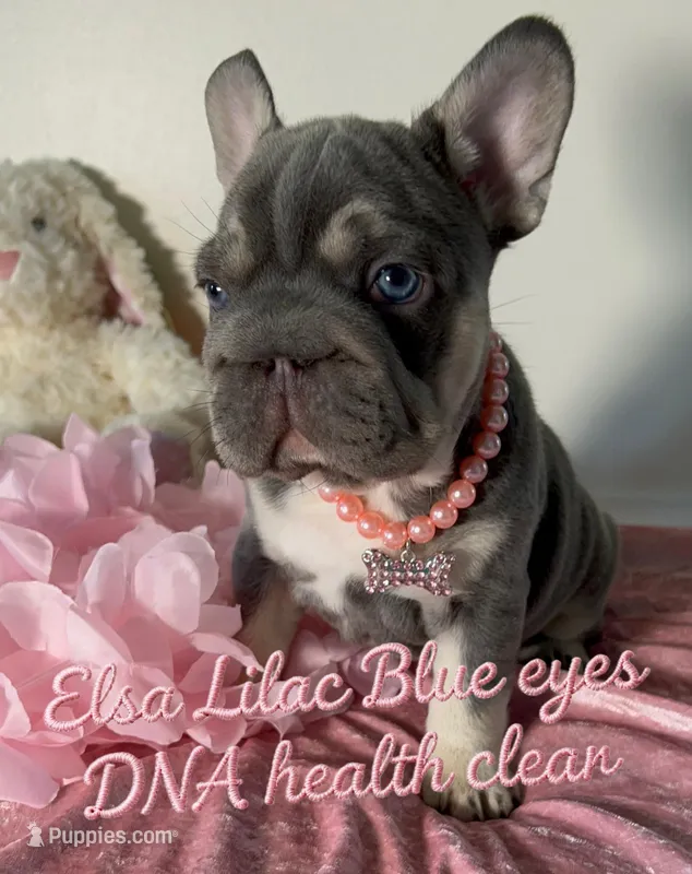 💖Reduced! Lilac Tan points big rope blue eyes 6 panel health clear – French Bulldog puppy for sale in Statesville, NC