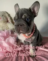 Quality Lilac Tan points big rope blue eyes 6 panel health clear, a female French Bulldog for sale in Statesville, NC – Photo 4 of 8