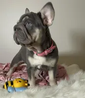  Lilac Tan points big rope blue eyes 6 panel health clear, a female French Bulldog for sale in Statesville, NC – Photo 3 of 8