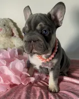 Quality Lilac Tan points big rope blue eyes 6 panel health clear, a female French Bulldog for sale in Statesville, NC – Photo 2 of 8