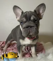  Lilac Tan points big rope blue eyes 6 panel health clear, a female French Bulldog for sale in Statesville, NC – Photo 1 of 8
