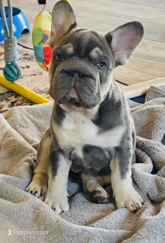 Quality Lilac Tan points big rope blue eyes 6 panel health clear – French Bulldog puppy for sale in Statesville, NC
