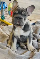 Quality Lilac Tan points big rope blue eyes 6 panel health clear, a female French Bulldog for sale in Statesville, NC – Photo 1 of 8
