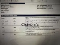  Lilac Tan points big rope blue eyes 6 panel health clear, a female French Bulldog for sale in Statesville, NC – Photo 8 of 8