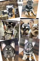 Quality Lilac Tan points big rope blue eyes 6 panel health clear, a female French Bulldog for sale in Statesville, NC – Photo 5 of 8