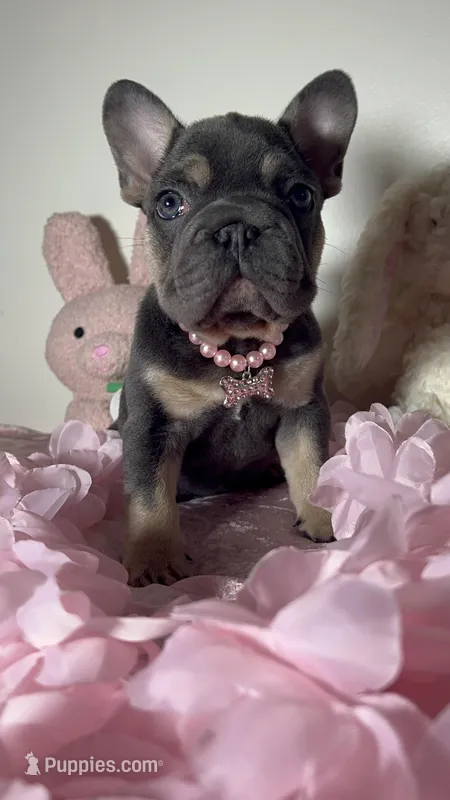 Tiny Blue Tan 6 panel clear – French Bulldog puppy on hold in Statesville, NC