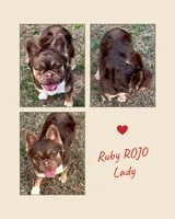 🧬🔥Rojo Lady DNA health tested clear , a female French Bulldog for sale in Statesville, NC – 3 of 4