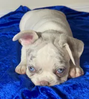 Blue eyes Lilac Masked Tan Point Merle Pied. DNA 6 panel health clear., a male French Bulldog for sale in Statesville, NC – 2 of 8