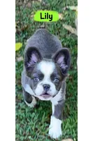 AKC Fluffy Black Trindle Husky Rope Co+. DNA 6 panel clear, a female French Bulldog for sale in Statesville, NC – 4 of 6