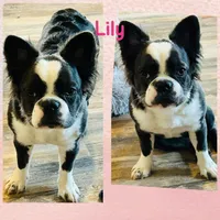 Quality AKC Fluffy Blue Trindle Husky 6 panel health clear , a female French Bulldog for sale in Statesville, NC – 2 of 5