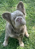 Quality AKC New Shade Isabella 6 panel health clear , a female French Bulldog for sale in Statesville, NC – 2 of 4