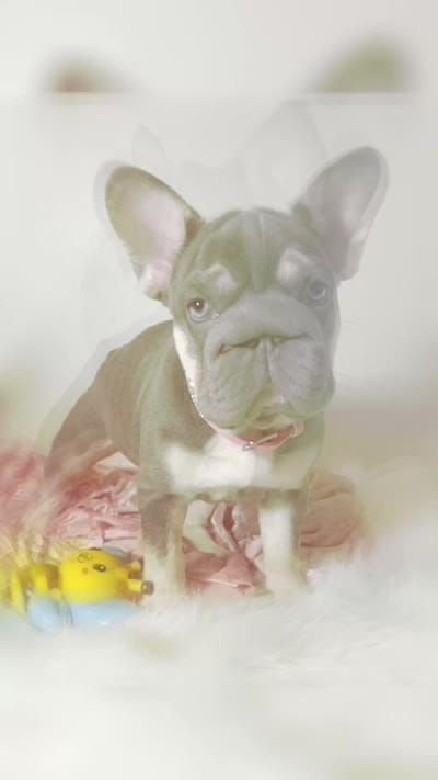 Elsa , a female French Bulldog for sale in Statesville, NC – 3 of 5
