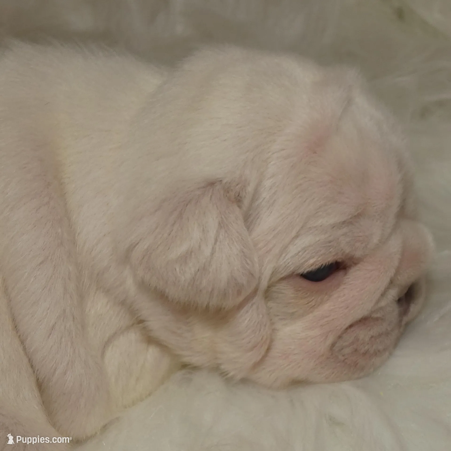 Quality Lilac Platinum Big Rope intensity carries fluffy 6 panel clear, a male French Bulldog for sale in Statesville, NC – Photo 4 of 6