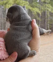 Quality! Big Rope Tiny Cocoa Blue and Tan intensity. DNA 6 panel clear, a female French Bulldog for sale in Statesville, NC – Photo 4 of 4