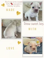 Tiny! Blue Cream Carries cocoa, chocolate, fluffy, a male French Bulldog for sale in Statesville, NC – Photo 2 of 4