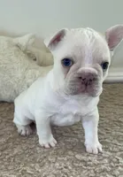 Tiny! Blue Cream Carries cocoa, chocolate, fluffy, a male French Bulldog for sale in Statesville, NC – Photo 1 of 4
