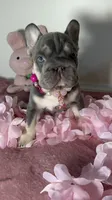 🐣 Easter Sale Elsa-Blue Eyes Lilac Tan  fluffy carrier 6 panel clear, a female French Bulldog for sale in Statesville, NC – Photo 2 of 9