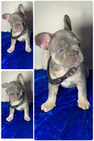 🐣 Easter sale! Storm-Blue eyes! Lilac and Tan Intensity DNA tested, a male French Bulldog for sale in Statesville, NC – Photo 3 of 7