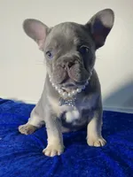 🐣 Easter sale! Storm-Blue eyes! Lilac and Tan Intensity DNA tested, a male French Bulldog for sale in Statesville, NC – Photo 7 of 7