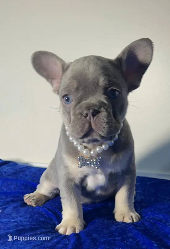 🐣 Easter sale! Storm-Blue eyes! Lilac and Tan Intensity DNA tested – French Bulldog puppy for sale in Statesville, NC
