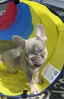 🐣 Easter sale! Storm-Blue eyes! Lilac and Tan Intensity DNA tested, a male French Bulldog for sale in Statesville, NC – Photo 1 of 7