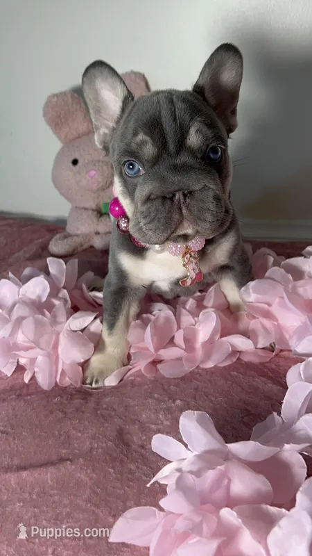 🐣 Easter Sale Elsa-Blue Eyes Lilac Tan  fluffy carrier 6 panel clear – French Bulldog puppy for sale in Statesville, NC
