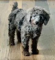 AKC-Tuxedo Blue Merle Rojo Curl C1C2 , a male Poodle - Miniature  for sale in Statesville, NC – 1 of 8