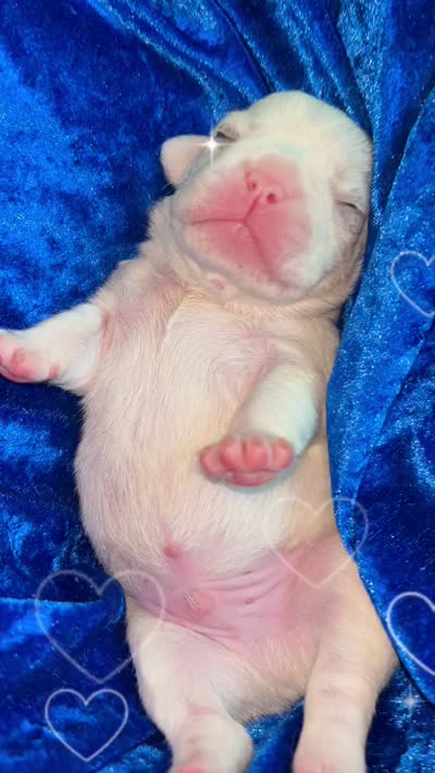 Quality AKC-Tiny Lilac husky Masked Tan Merle pied DNA health clear, a male French Bulldog for sale in Statesville, NC – 7 of 8