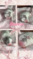 💖 AKC Fluffy Lilac Merle Husky DNA health clear, a female French Bulldog for sale in Statesville, NC – 2 of 6