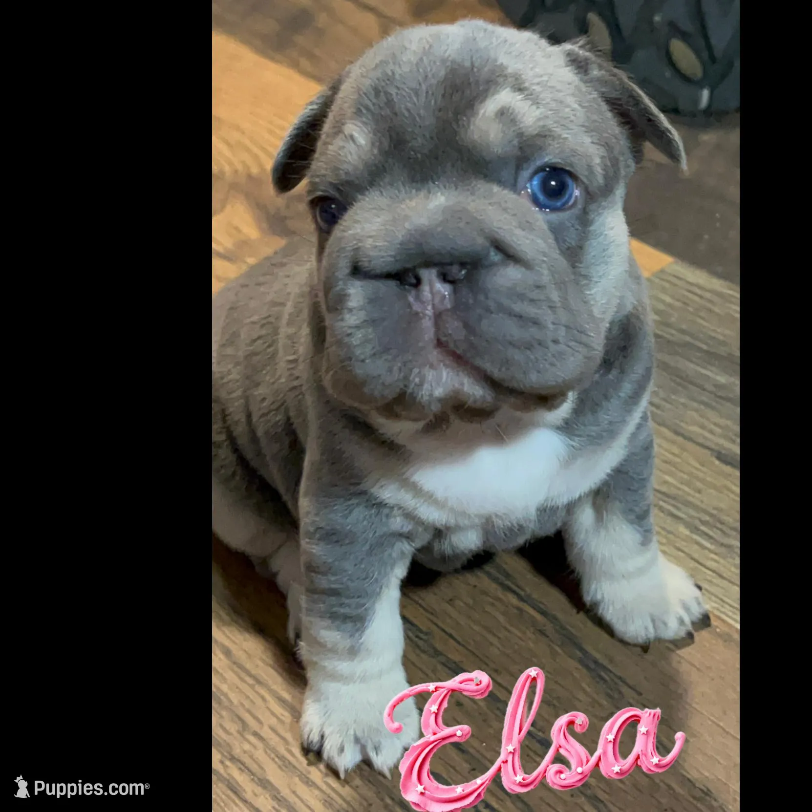 Elsa-Lilac and Tan intensity fluffy carrier 6 panel clear, a female French Bulldog for sale in Statesville, NC – Photo 1 of 7