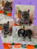 Micro-Tiny!Cocoa -Blue/Tan Big Rope-Tiny, a female French Bulldog for sale in Statesville, NC – Photo 2 of 7