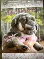 Elsa-Lilac and Tan intensity fluffy carrier 6 panel clear, a female French Bulldog for sale in Statesville, NC – Photo 2 of 7