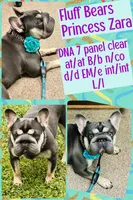 Elsa-Lilac and Tan intensity fluffy carrier 6 panel clear, a female French Bulldog for sale in Statesville, NC – Photo 3 of 7