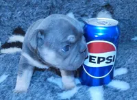 Micro-Tiny!Cocoa -Blue/Tan Big Rope-Tiny, a female French Bulldog for sale in Statesville, NC – Photo 6 of 7