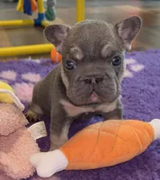Micro-Tiny!Cocoa -Blue/Tan Big Rope-Tiny, a female French Bulldog for sale in Statesville, NC – Photo 7 of 7