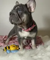 💖Reduced Lilac Tan points! 6 panel health clear, a female French Bulldog for sale in Statesville, NC – Photo 6 of 10