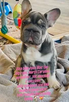 💖Reduced Lilac Tan points! 6 panel health clear, a female French Bulldog for sale in Statesville, NC – Photo 5 of 10