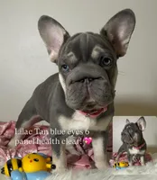 💖Reduced Lilac Tan points! 6 panel health clear, a female French Bulldog for sale in Statesville, NC – Photo 3 of 10