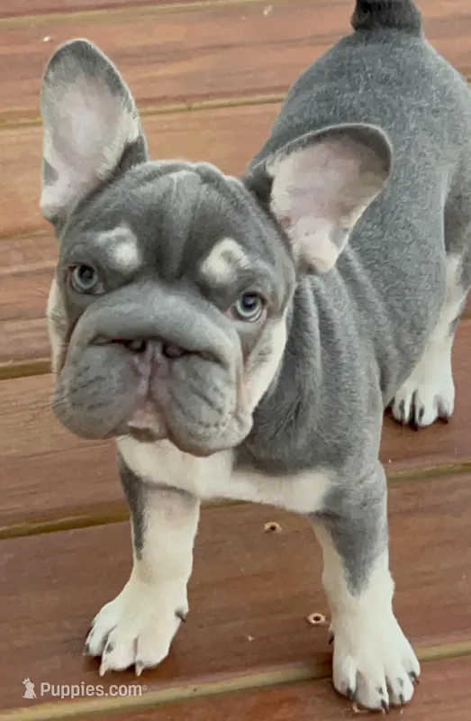 💖Reduced Lilac Tan points! 6 panel health clear – French Bulldog puppy for sale in Statesville, NC
