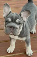 💖Reduced Lilac Tan points! 6 panel health clear, a female French Bulldog for sale in Statesville, NC – Photo 1 of 10