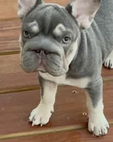 💖Reduced Lilac Tan points! 6 panel health clear, a female French Bulldog for sale in Statesville, NC – Photo 4 of 10