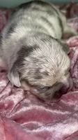 AKC Tiny Lilac Merle Tan Points  DNA health clear, a female French Bulldog for sale in Statesville, NC – 5 of 6