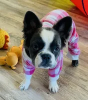 Full-AKC Fluffy Black Trindle Husky Rope Co+. DNA 6 panel clear, a female French Bulldog for sale in Statesville, NC – 5 of 7