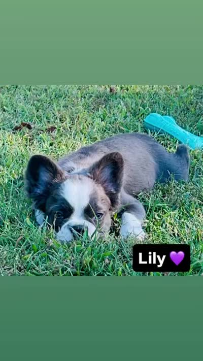 Quality AKC Fluffy Blue Trindle Husky 6 panel health clear , a female French Bulldog for sale in Statesville, NC – 4 of 5